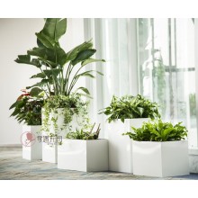 專注室內(nèi)綠植服務(wù)8年，綠植租賃，免費(fèi)養(yǎng)護(hù)，一站式商務(wù)空間